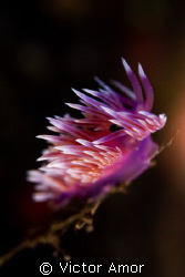 Purple flame  2 by Victor Amor 